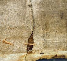 Descosido na costura da tea de reforzo 